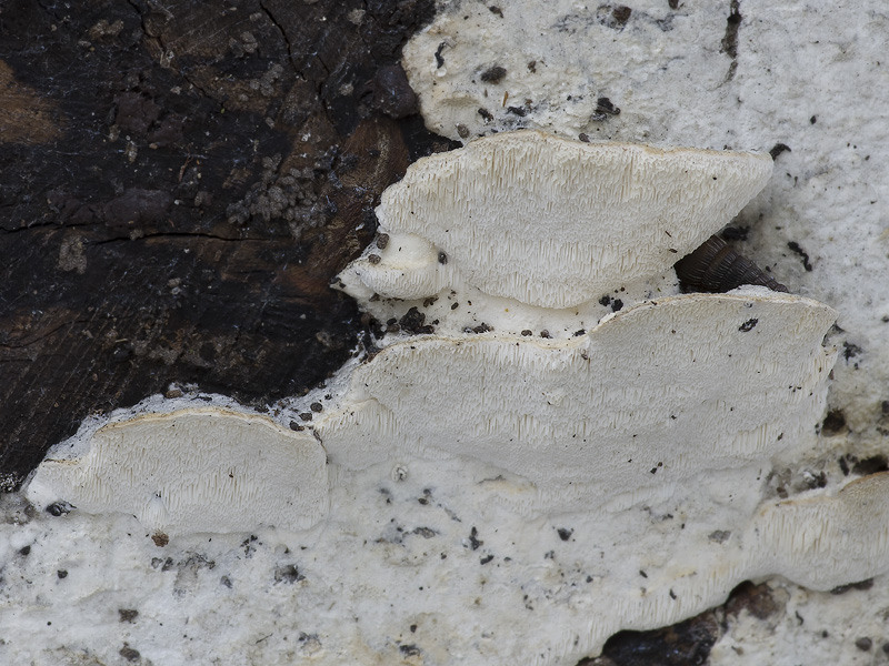 Oxyporus populinus Oxyporus populinus